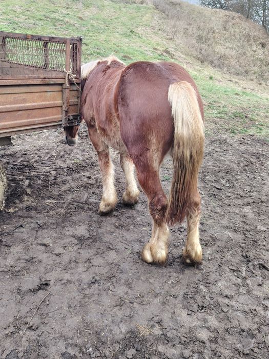 Mânz castrat de vânzare