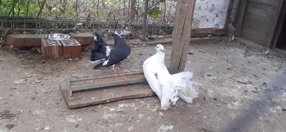 Vând/schimb porumbei curcan