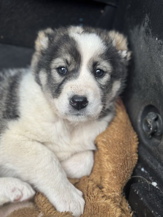 Продаю щенков алабая