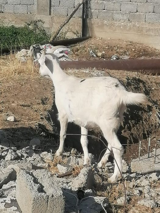 Козы занинка нубийцы дойные