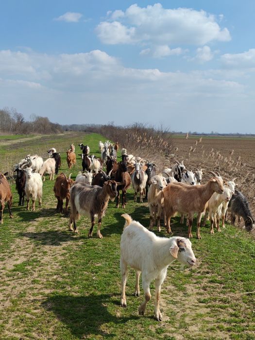 Vând 60 de capre și 3 țapi