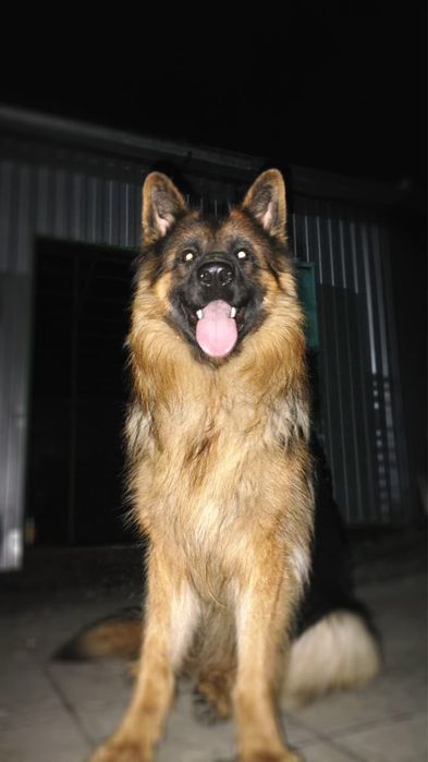 Длинношерстная Овчарка Вязка