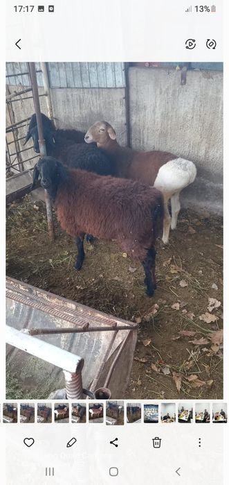 Қой сатылыды семіз