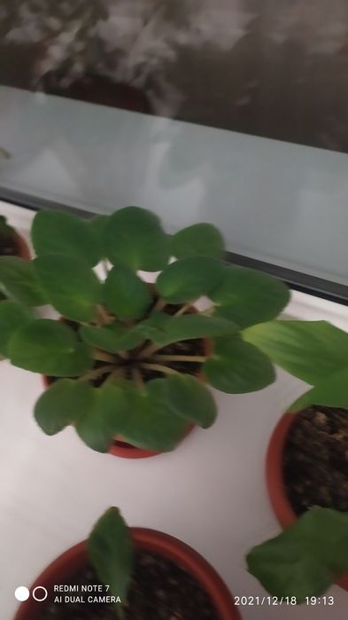 Продам Комнатные цветы