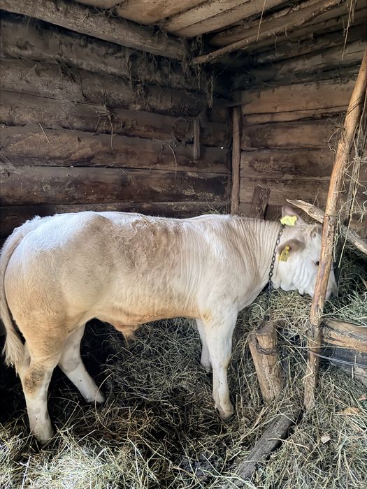 Vând vițel, rasă belgiană