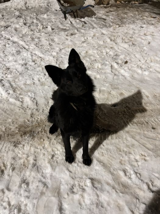 Вязка немцкая овчарка