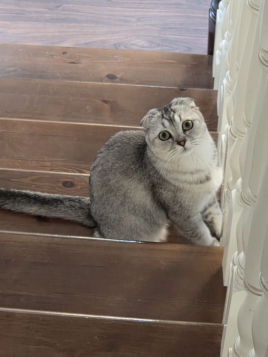 Продаётся очаровательная кошечка