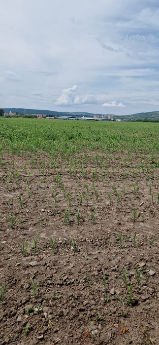 Teren intravilan construcții !!!