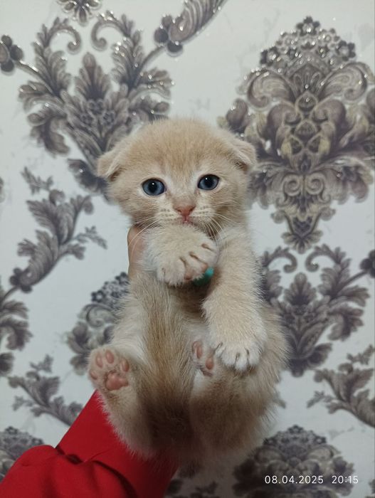 Котята шотландские