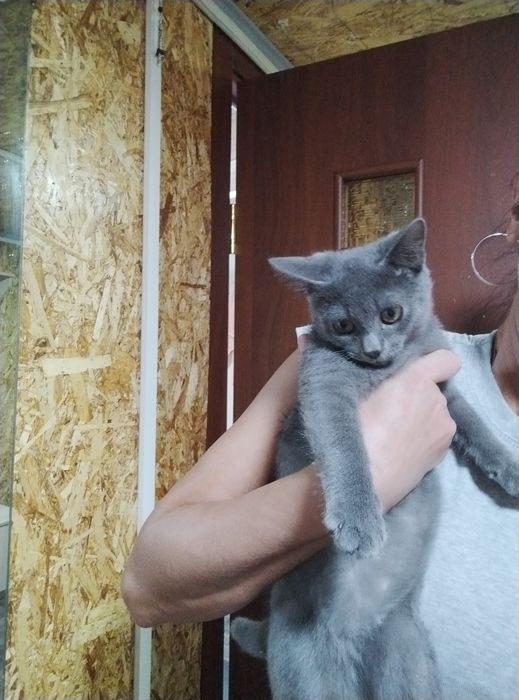 Котёнок -мальчик.