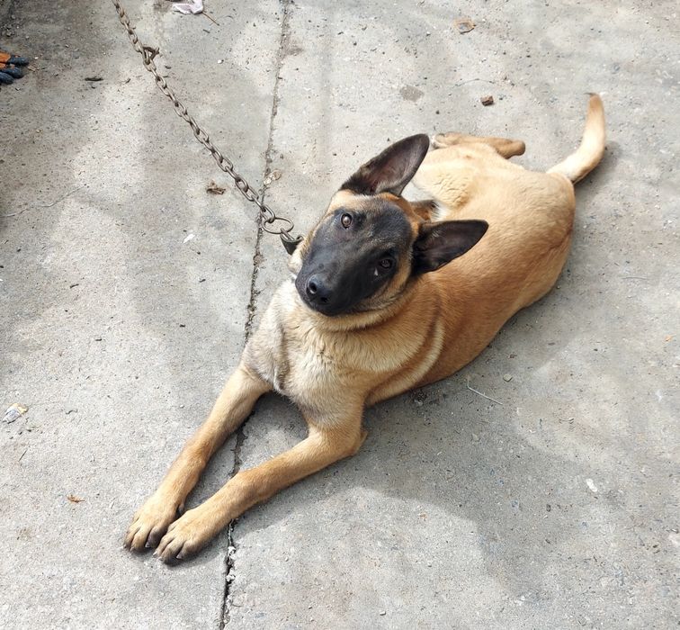 Продам бельгийскую овчарку(Малинуа)