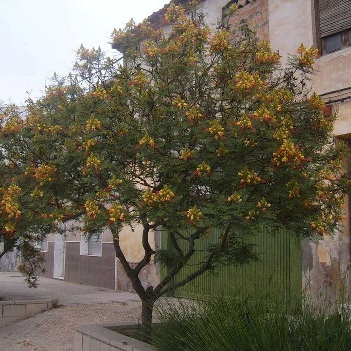 Цезалпиния - Растения