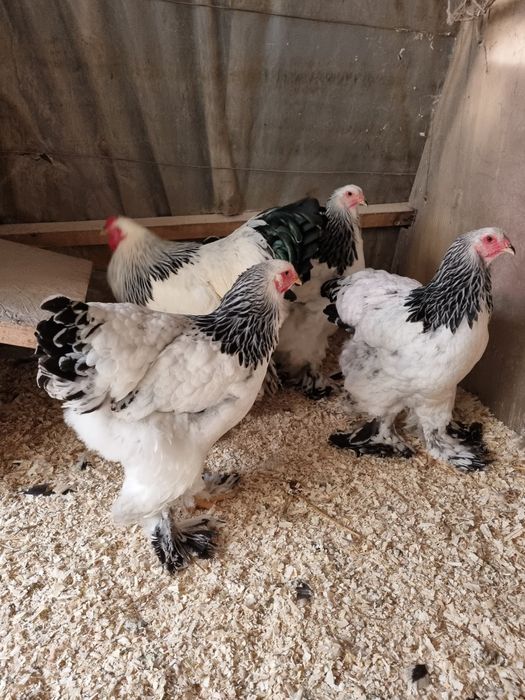 Vănd pui de găină din rasa Brahma 4 varietăți și Wyandotte