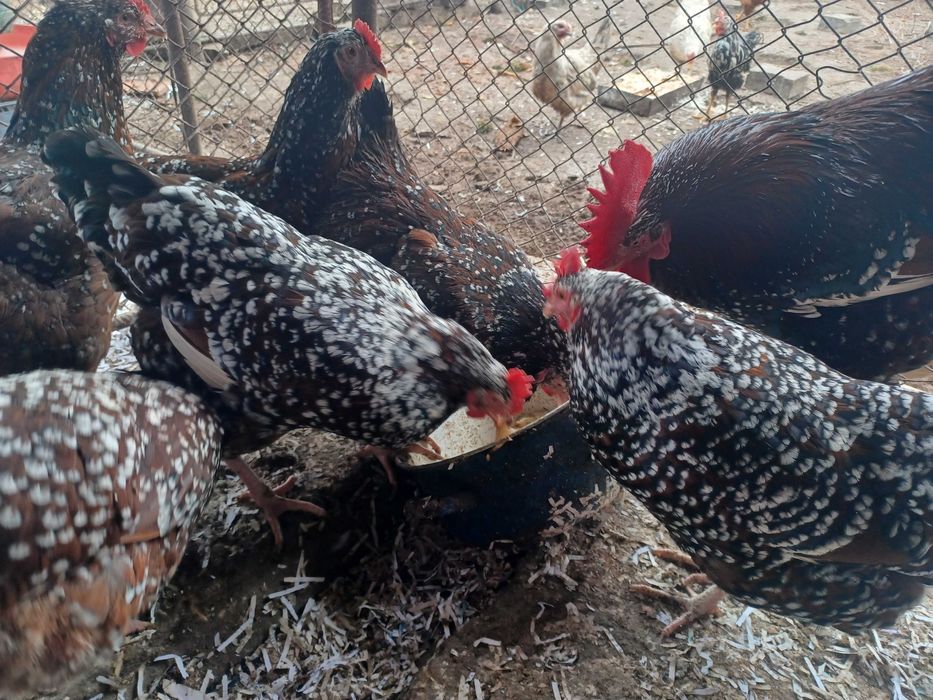 Ouă de sussex porțelan