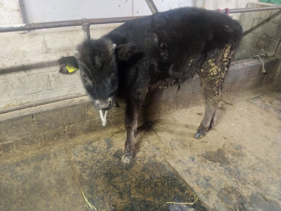 Бұқаша сатылад .