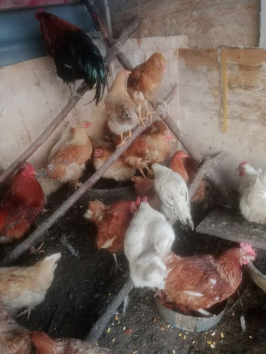 Продам куры продам куры