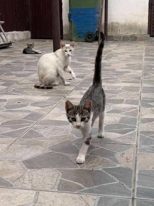 Pisicute adoptie