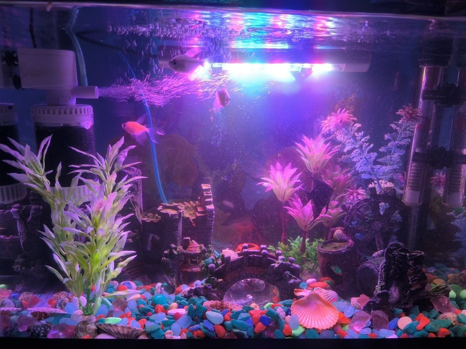 Аквариум для рыбы