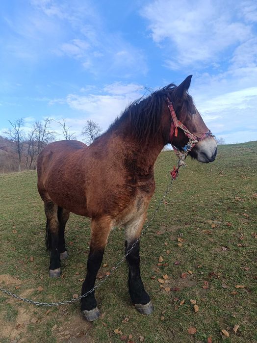 Vând iapa de 5 ani.