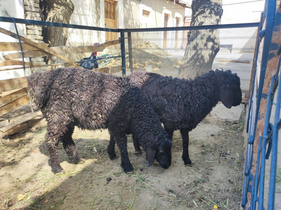 Ширбоз кучкор барра сотилади