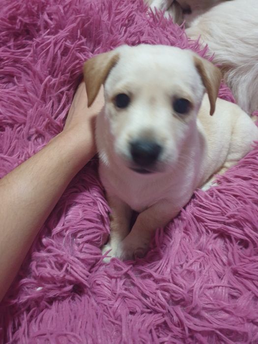 Отдаём щенков в хорошие руки бесплатно