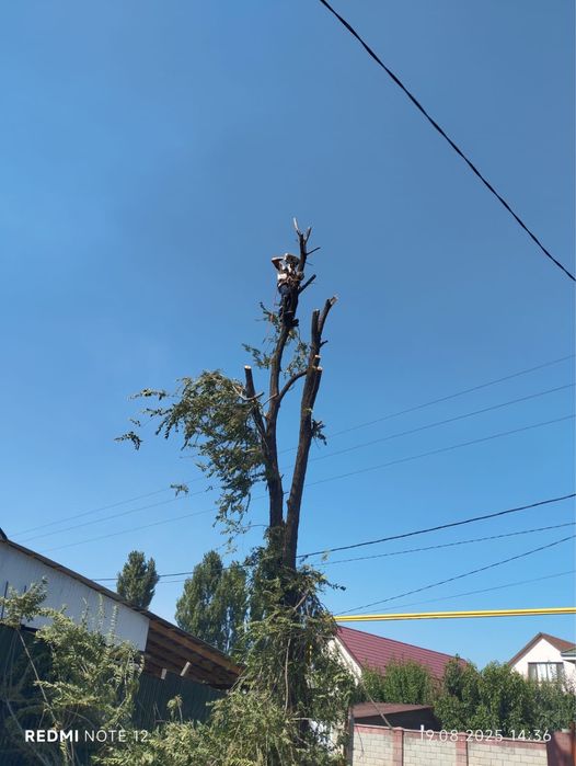 Ағаш кесу спил деревье