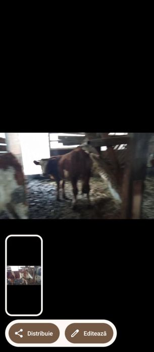 Vând 5 viței bolțari cu acte.