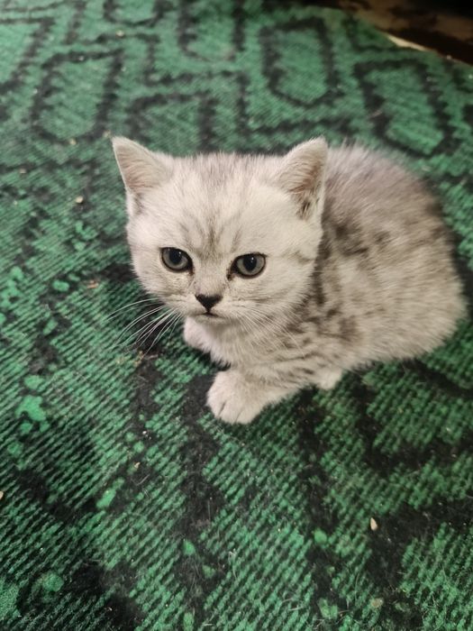 Срочно Продается Шиншила