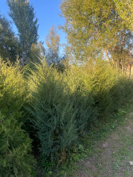 Мажавиник ёлка в огороде