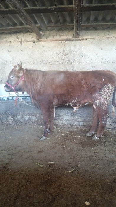 Бузаулы сиыр сатылады