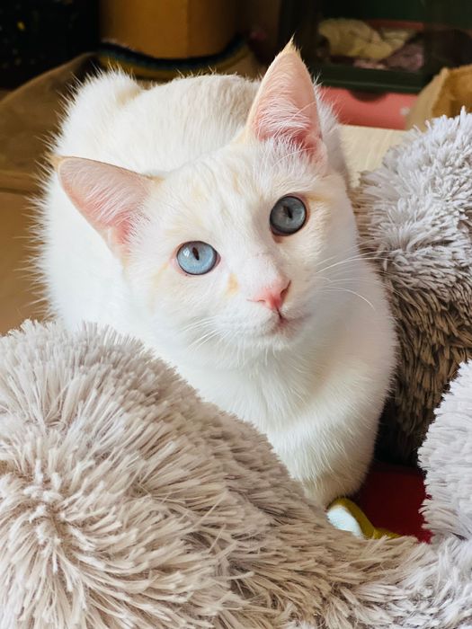 Сиамский ред-поинт,.Кот , мальчик в заботливые руки!!