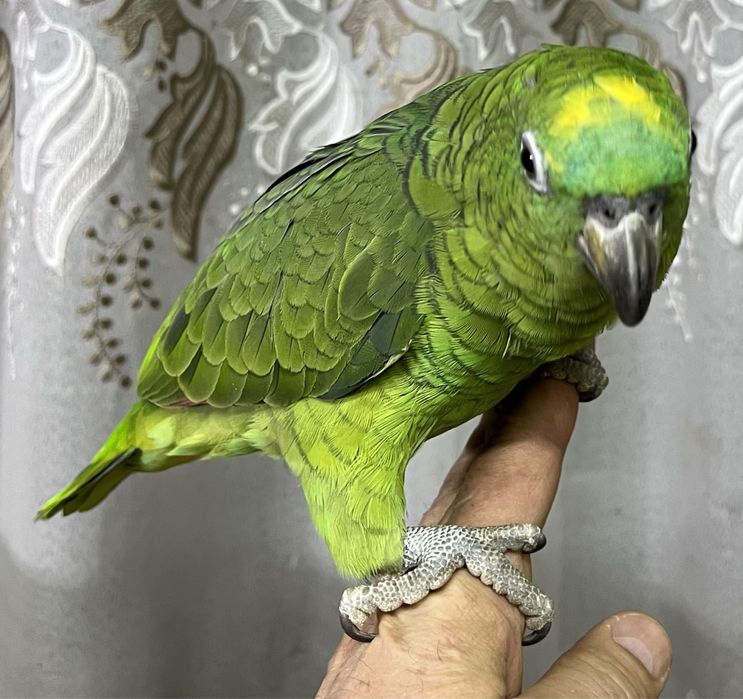 Продам Попугай - Амазон