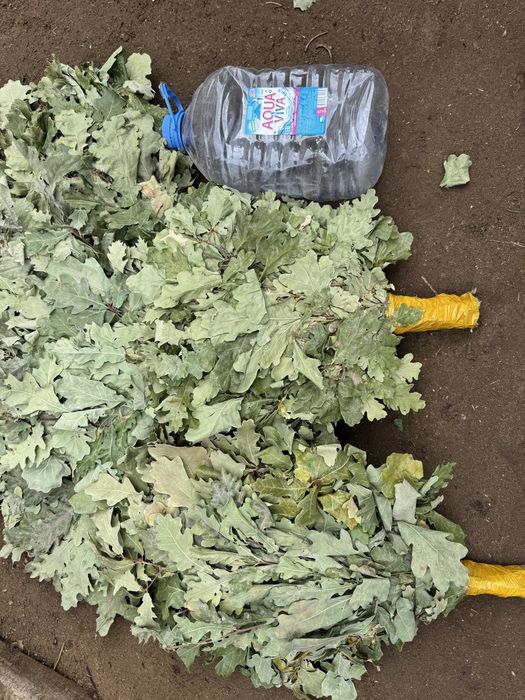 Продам веники дубовые