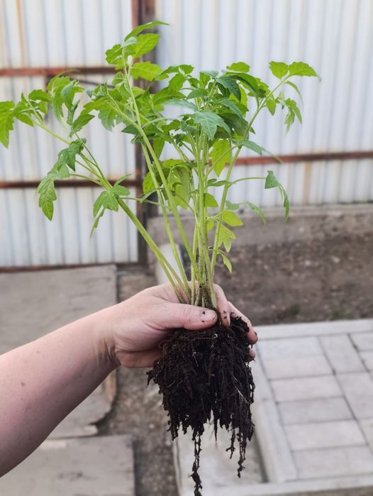 Продам рассаду помидор
