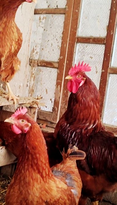 Ханхяп зотли товук тухум,жужаларига заказ оламиз