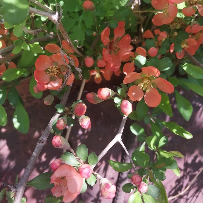 Продам саженцы многоленики