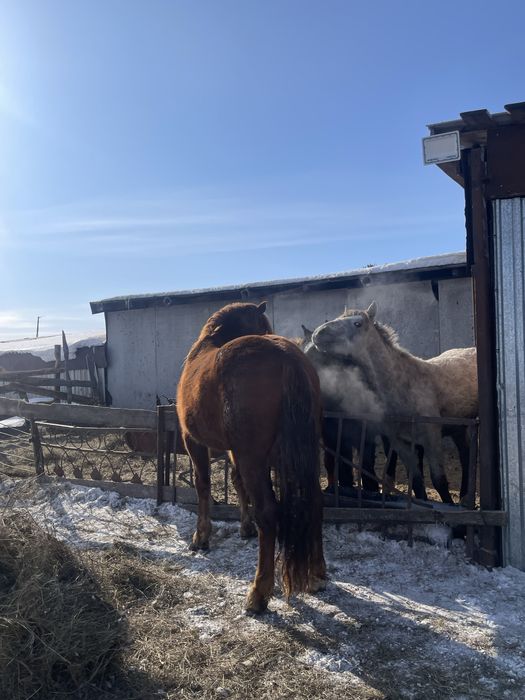 Продам жеребца на племя 8 лет