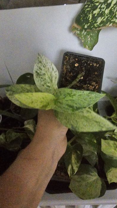 Продам комнатные цветы