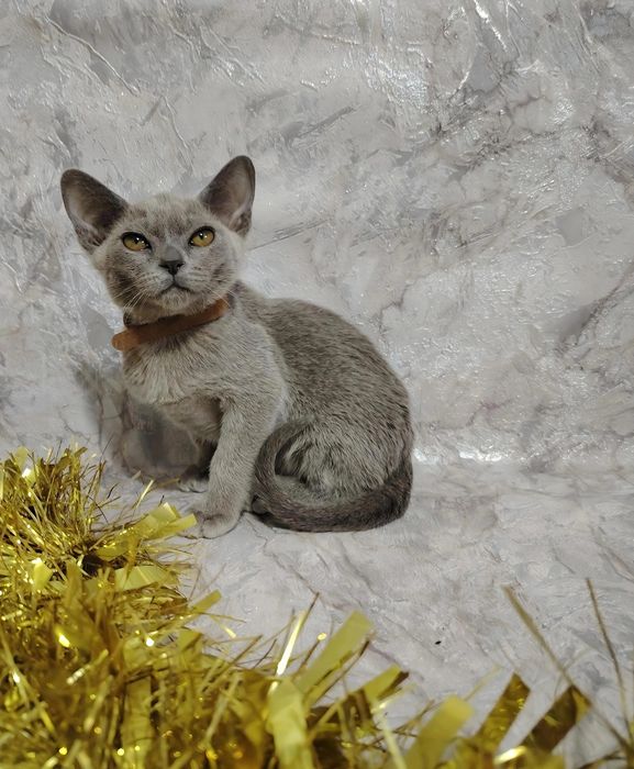 Европейская бурма