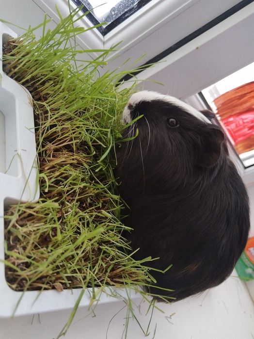 Морская свинка мальчик