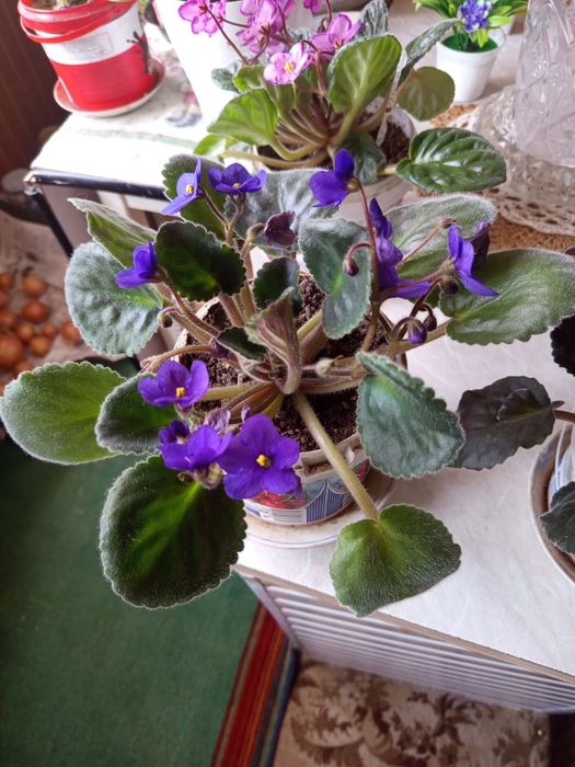 Фиалки на выбор цена СУПЕР