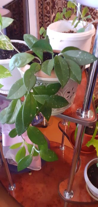 Комнатные цветы от 1500 тг