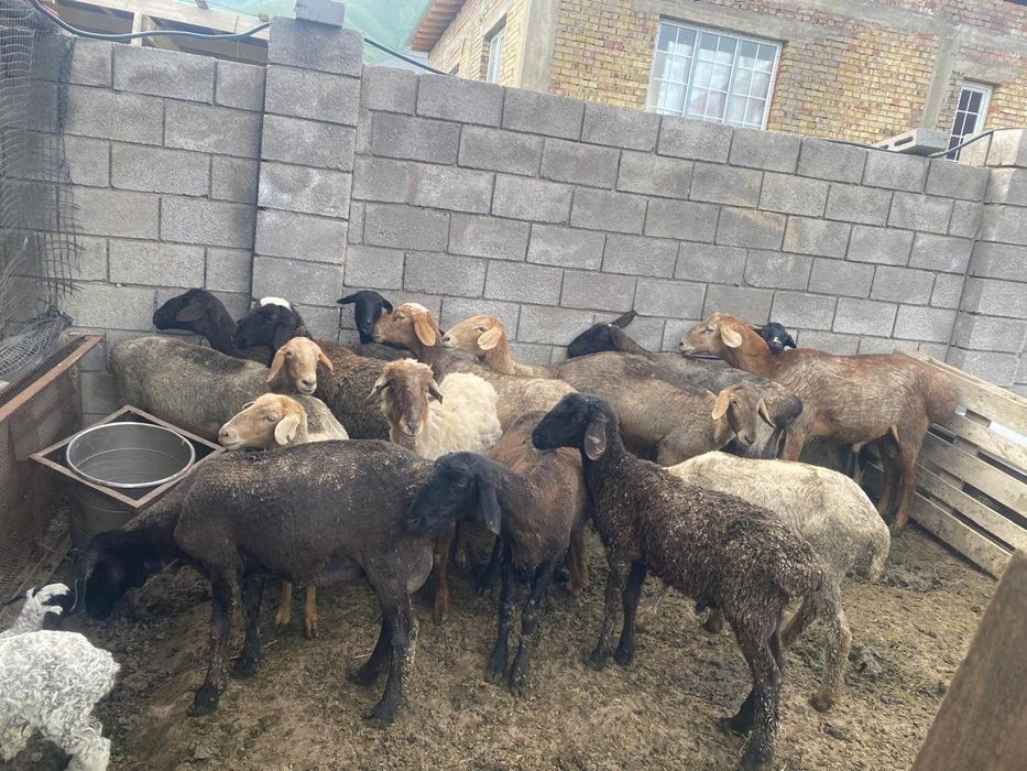 Продам Баран с ягнятами 18 голов!!