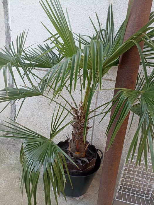 Palmier exotic Washingtonia robusta