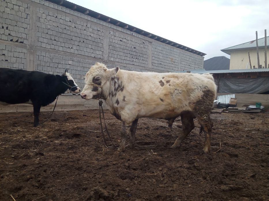 Осы бука сатилади 780минг