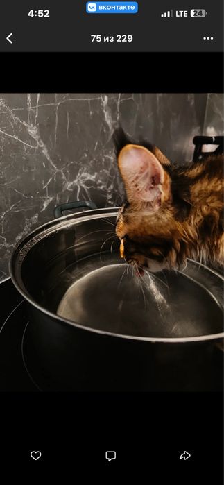 Мейн кун мальчик с документами