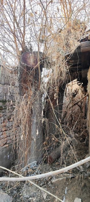 Тутовник две штуки