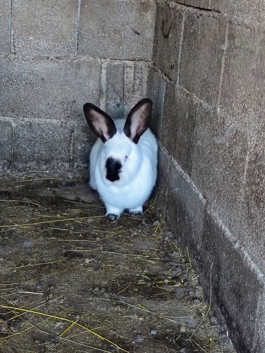 UT , Hycole francez și Rex pitic