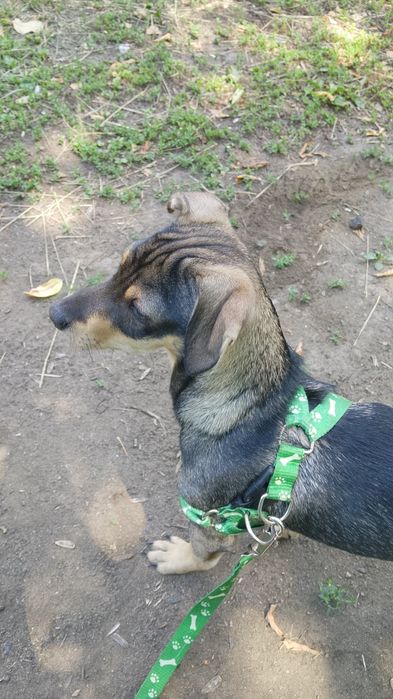 Ищет дом собака , мальчик