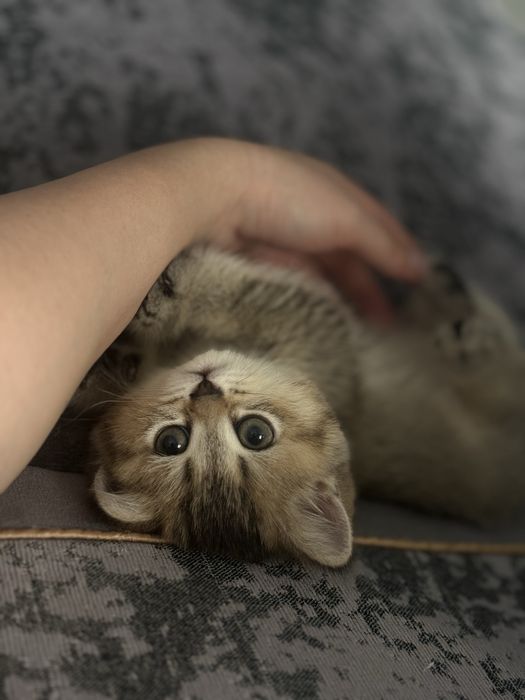 Продается Бриатнские котята